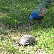 Picture 026